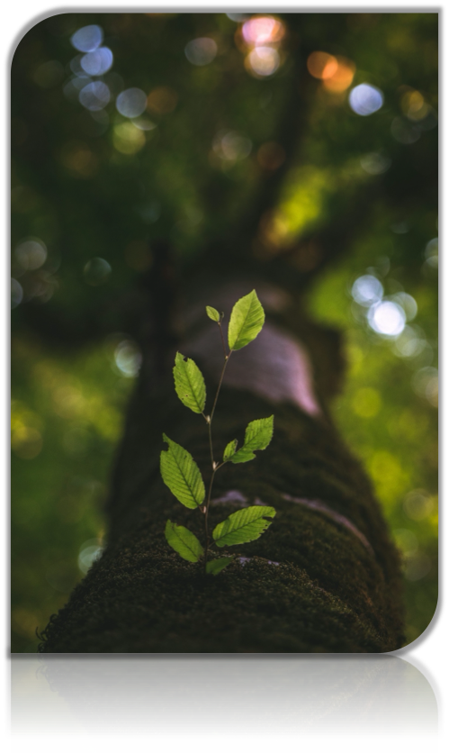 Infinite growth